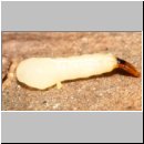 Stylops-Weibchen - extrahiert.jpg